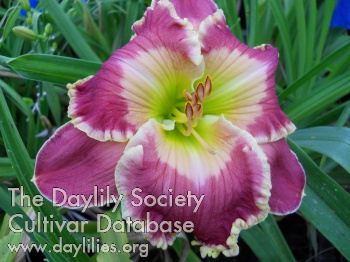 Daylily Orchid Finery